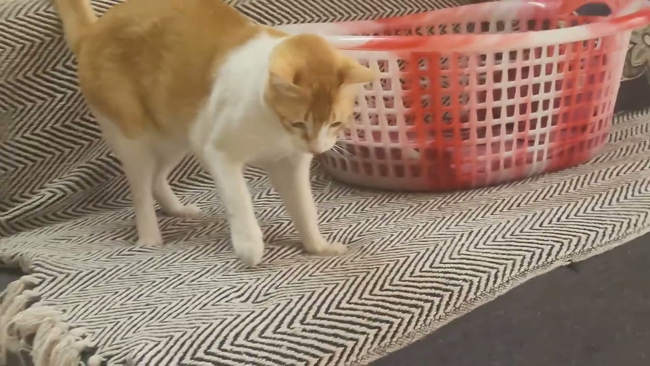 Safedi as chulbuli pandey #video #viral #trending #funny #cat #cute #nature #power #pets #desi 