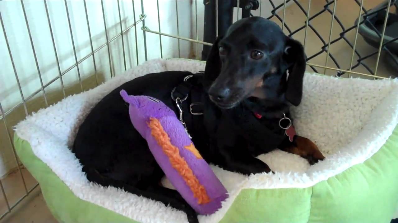 MWDR-Foster Dog Pearl