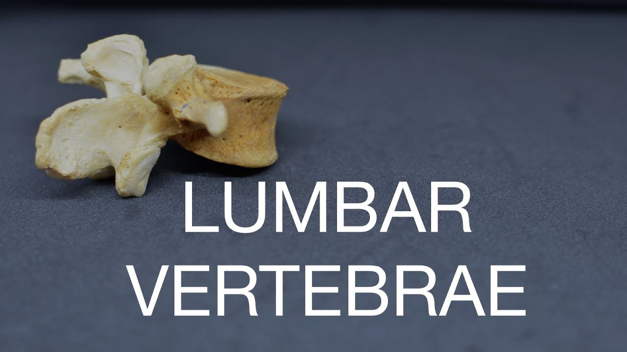 LUMBAR VERTEBRAE
