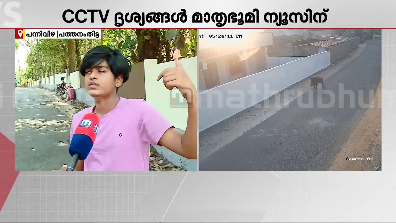 'നോക്കിയപ്പോ ദാ പന്നി പെട്ടെന്ന് ഓടിവരുന്ന് , സൈക്കിളിലിടിച്ച് തെറിപ്പിച്ച്' | Wild Boar | CCTV