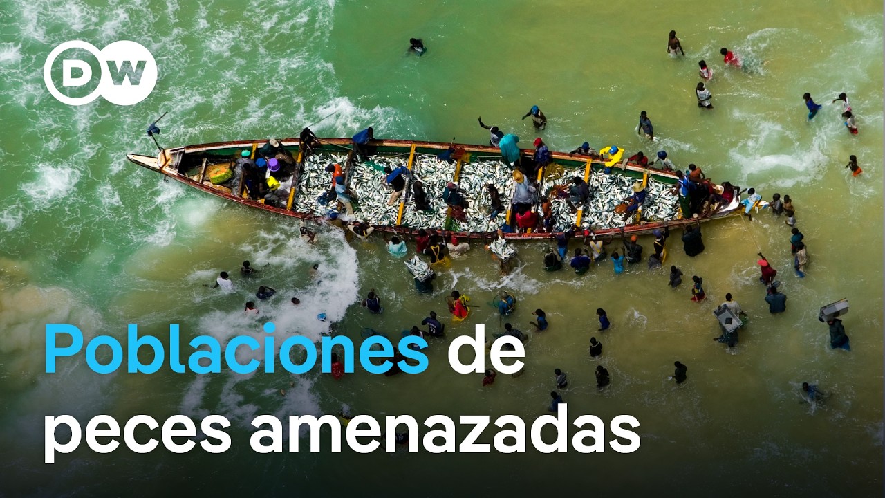 Saqueo en el Atlántico: Sobrepesca y explotación del mar | DW Documental