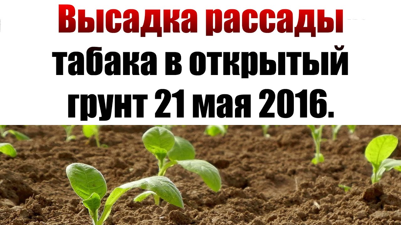 ТАБАК | Высадка рассады табака в открытый грунт 21 мая 2016.