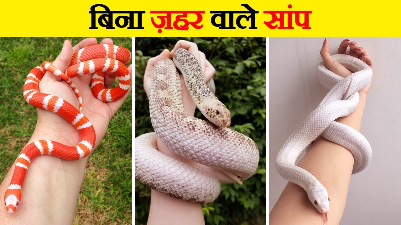 इन सांपों में ज़हर नहीं पाया जाता है | Non-Venomous Snakes in the World