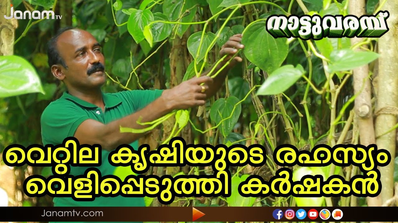 വെറ്റില കൃഷിയുടെ രഹസ്യം വെളിപ്പെടുത്തി കർഷകൻ  | NATTUVARAMBU