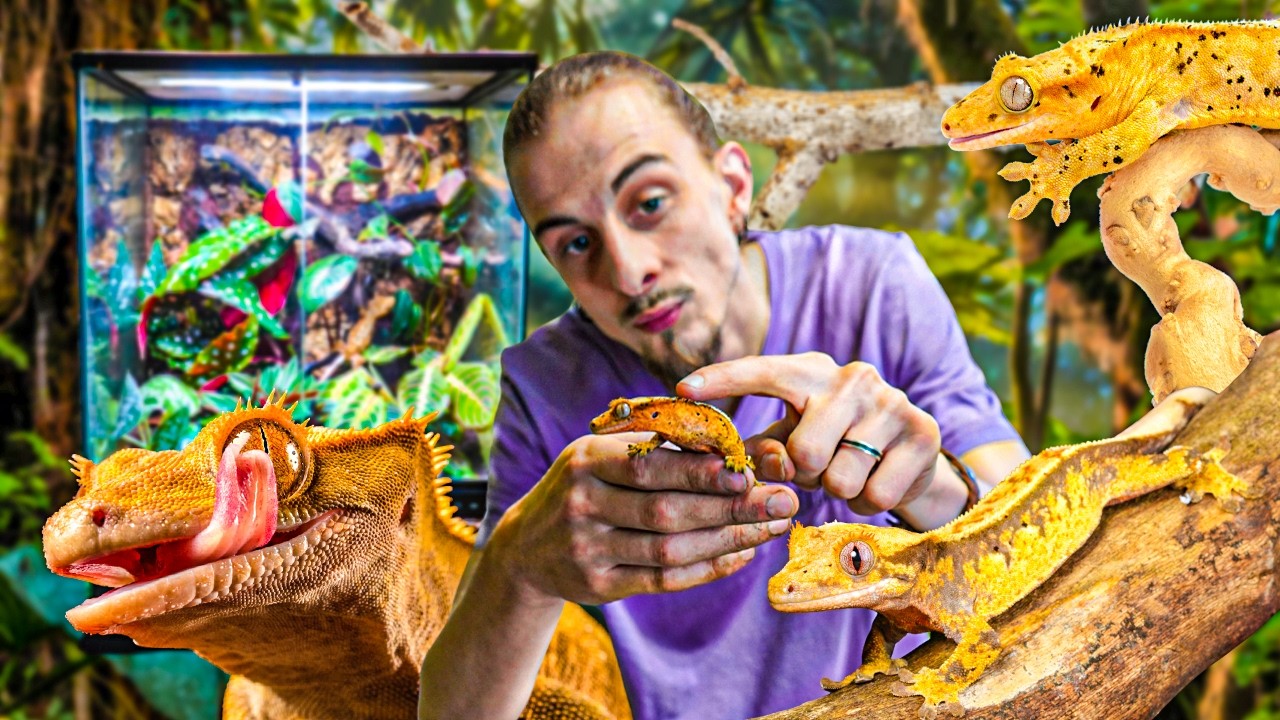 Un terrarium TROPICAL et BIOACTIF pour mon GECKO À CRÊTE ! [ MES BESTIOLES D'ABORD ]