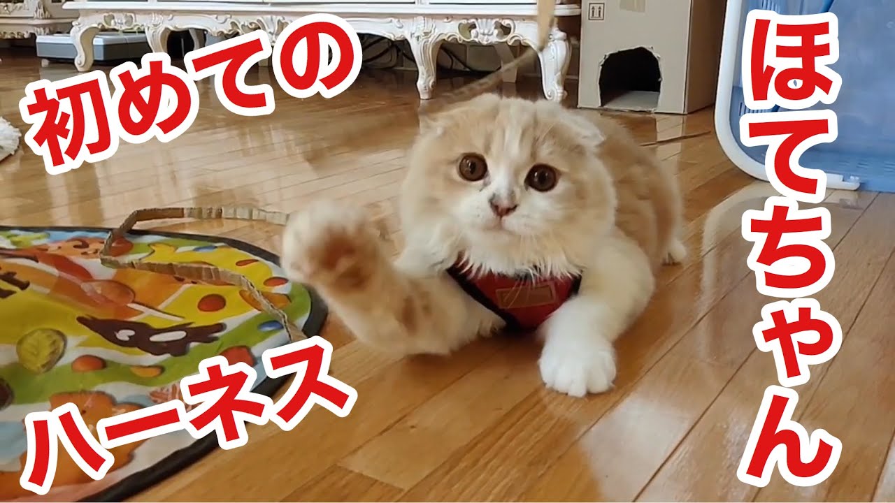 初めてのハーネスチャレンジ「ほてちゃん」【スコティッシュフォールド子猫】