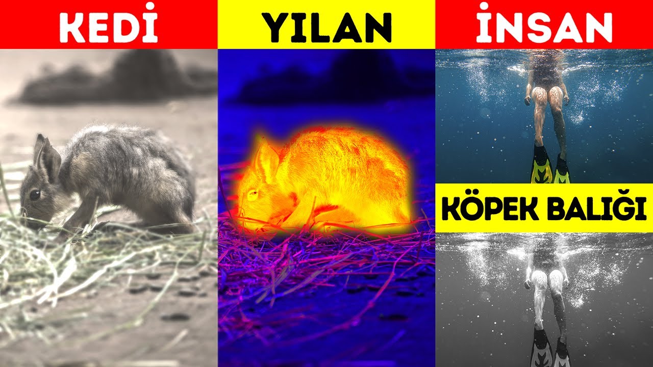 Hayvanların Gözlerine Sahip Olabilseydik Nasıl Olurdu? (Kulaklarınızın İçine Bakabilirdiniz!)