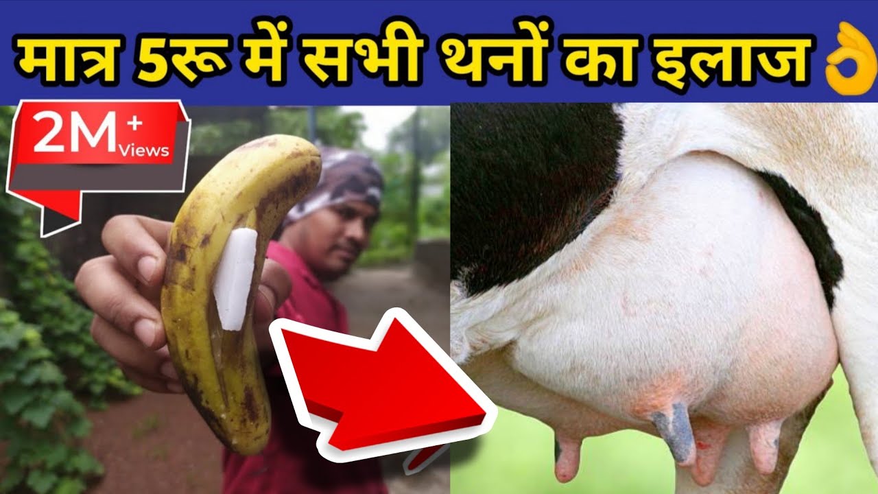 गाय/भैंस का दूध कम आना, छेछडे़ आने का देसी ईलाज|Bhains ka doodh|How to increase cow/buffalo milk.