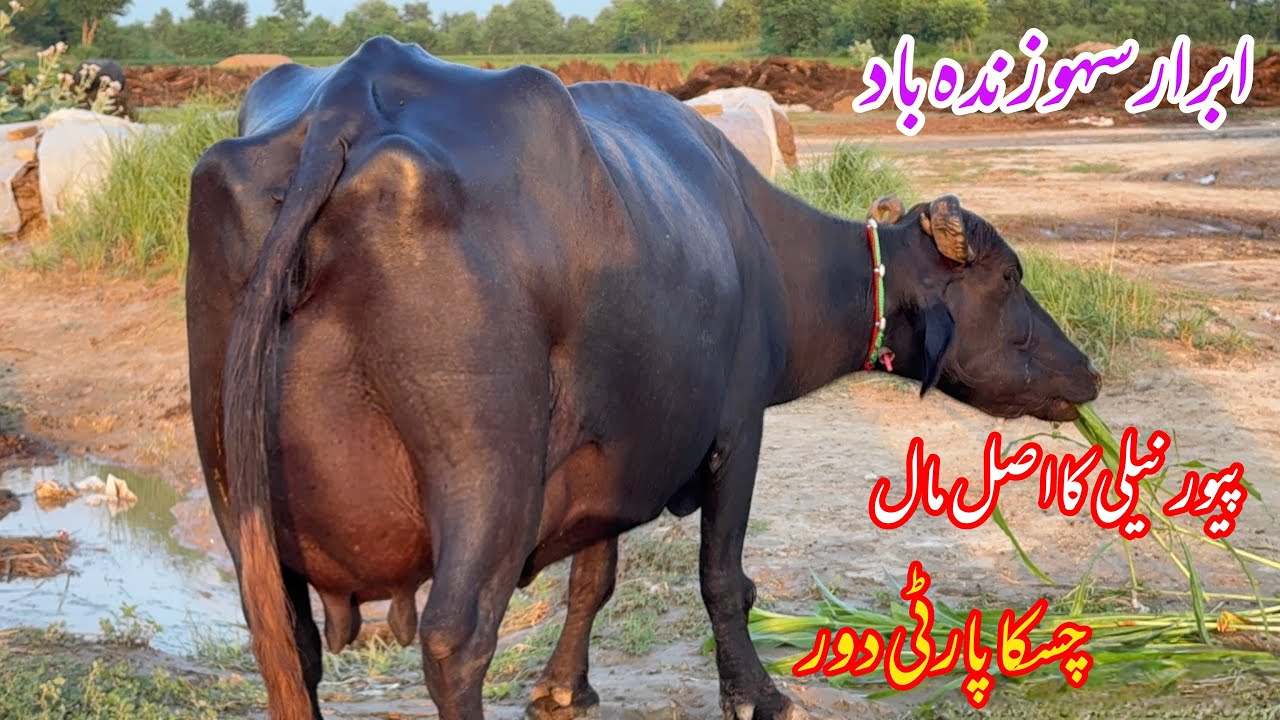 پیورنیلی کی پہلن دوجن دو بھینسیں براۓفروخت 1 ستمبر | Top Nilli High Milking Buffaloes for sale 