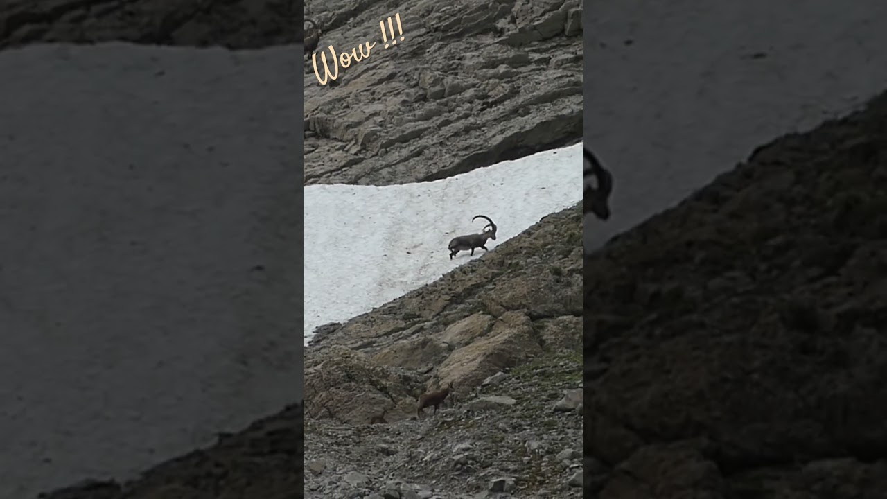 Ibex and chamois / Bouquetin et chamois #suisse #wildlife #chamois #ibex #bouquetin