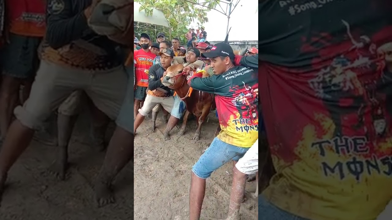 Kerapan Sapi