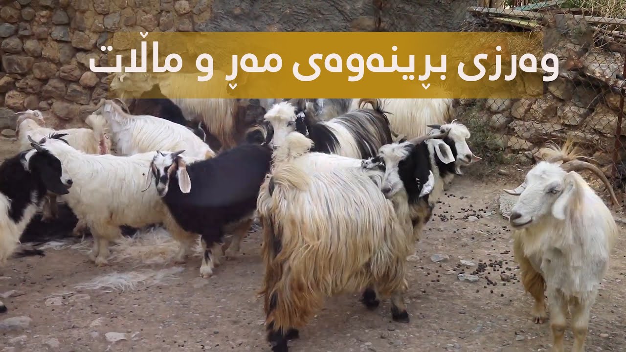 وەرزی بڕینەوەی مەڕ و ماڵات