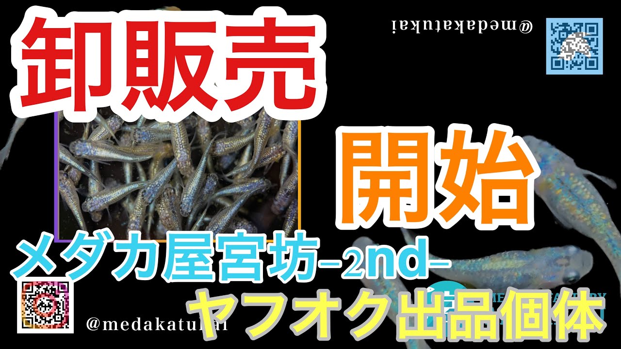 ヤフオクにて卸販売を開始させて頂きます！【メダカ屋宮坊-2nd-ヤフオク出品個体】夢神、ネプチューンマルコ、サイシュウヘイキ、クロノス、幹之ダルマ、ピンチューン、ネプチューン、グラディオ