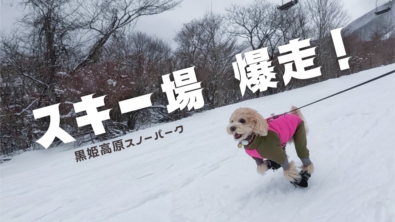 愛犬と滑れるスキー場に行ったら楽しすぎた！【黒姫高原スノーパーク｜トイプードル】