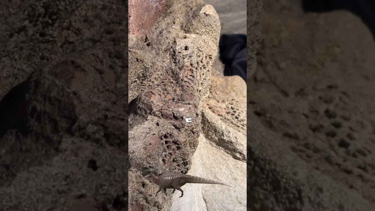 Brachylophosaurus Tail with Skin Impressions on Display
