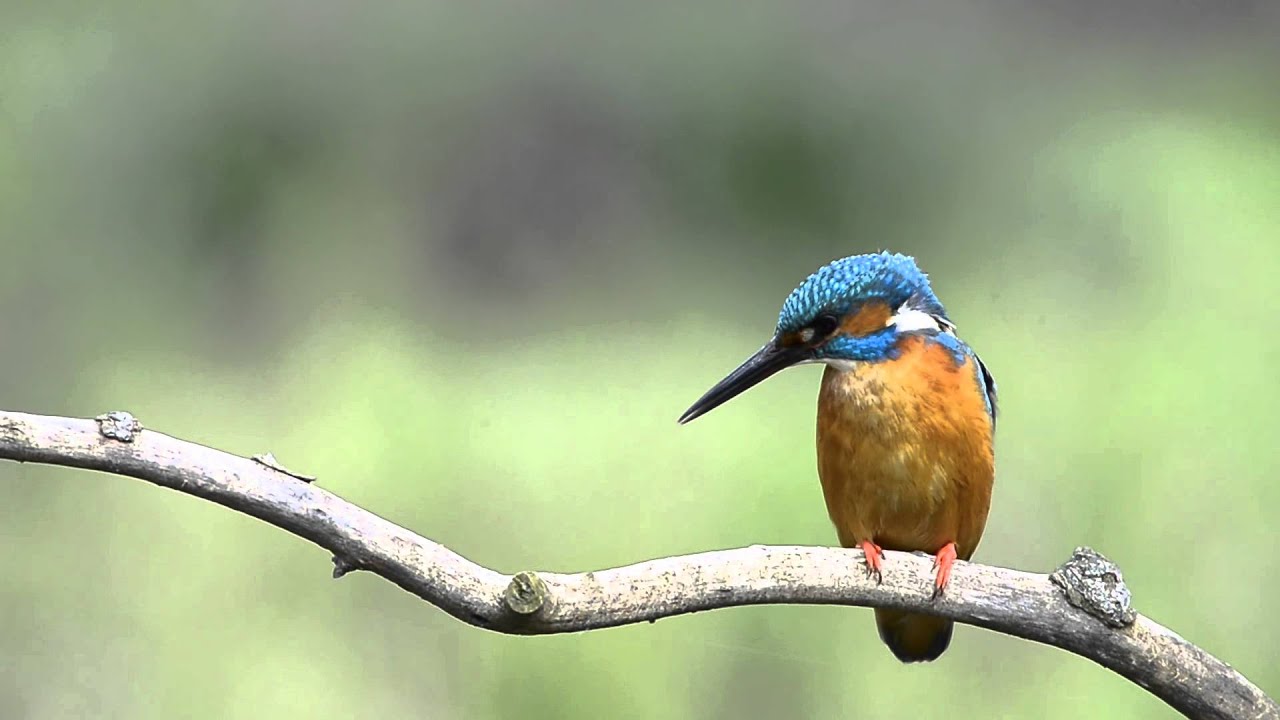Martin pescatore (Alcedo atthis)