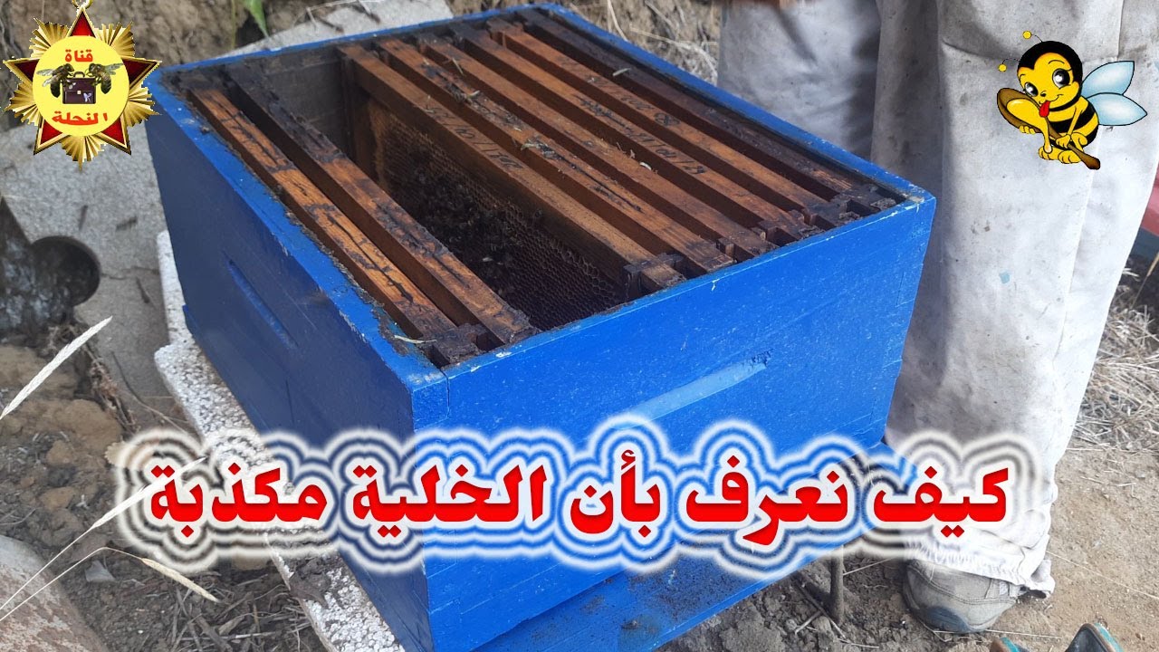 كيف تعرف أن الخلية مكذبة أو بها أمهات كاذبة. دون الفتح على الخلية