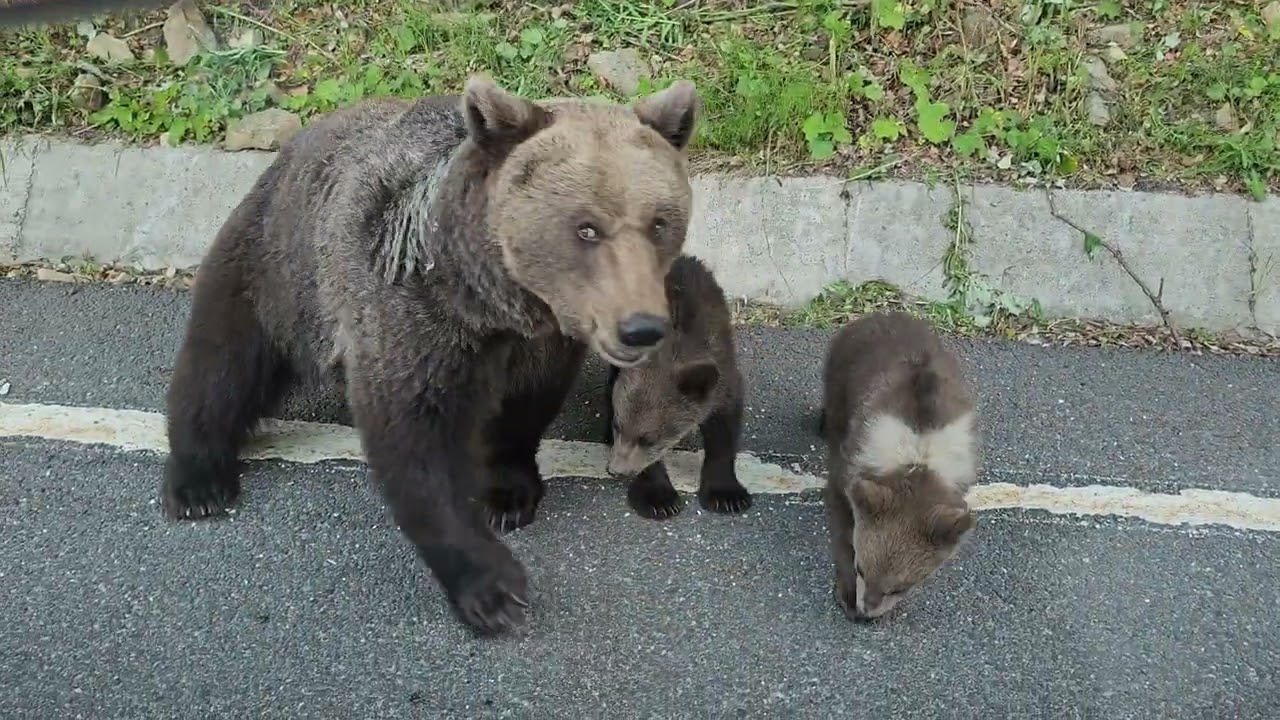 What NOT to do during a crazy bear encounter in Romania