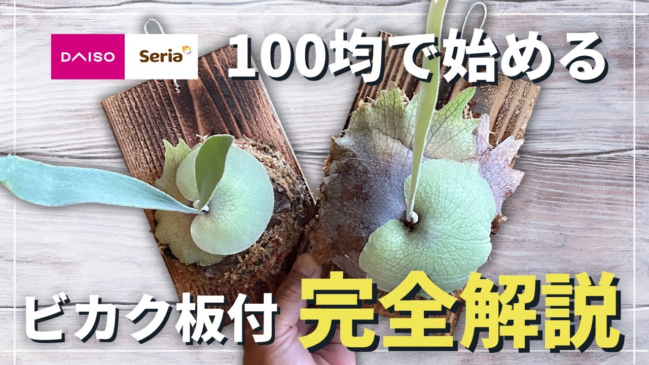 【初心者必見】ビカクシダを誰でも綺麗に板付できる方法を100均グッズで完全解説します！