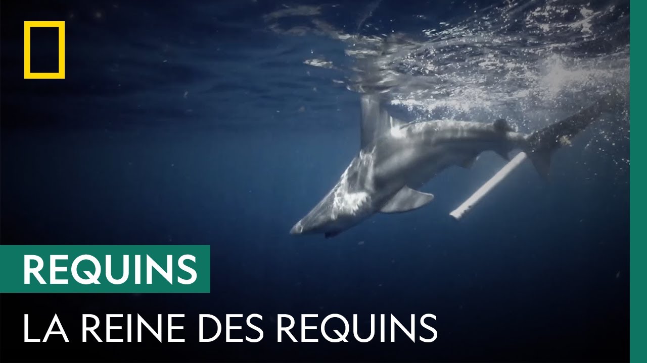 Des scientifiques étudient le plus gros requin-bouledogue au monde