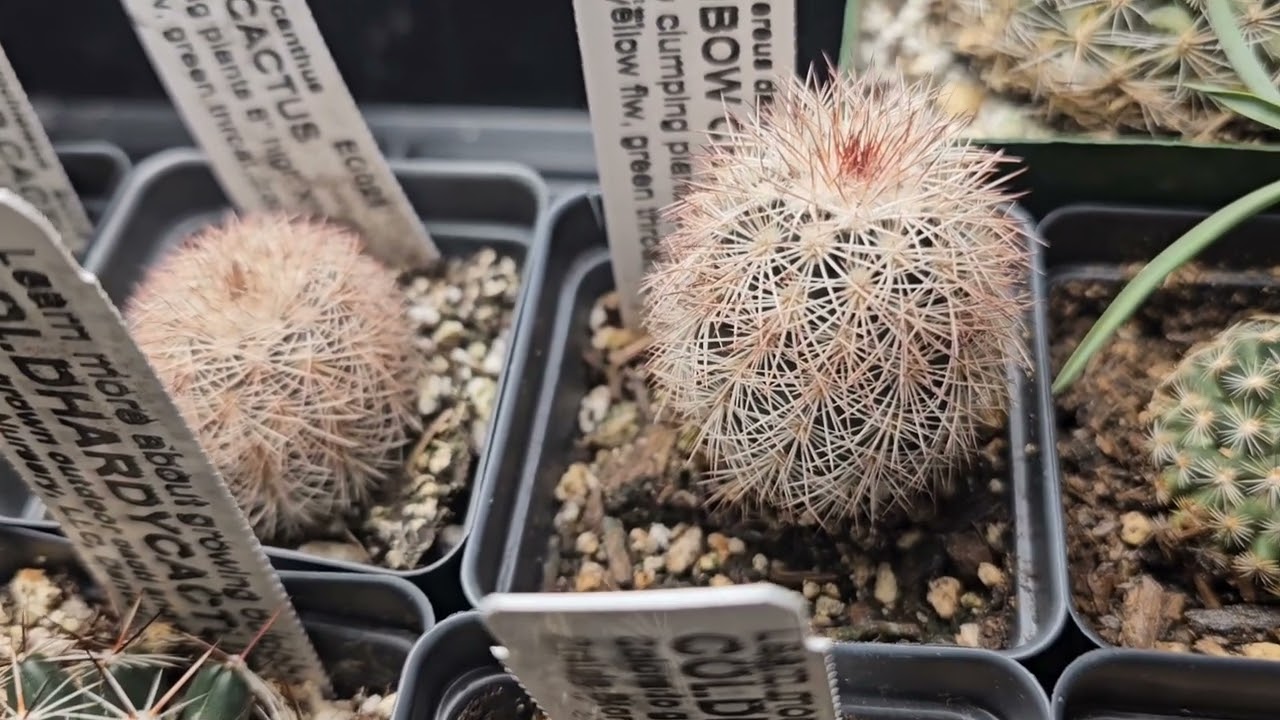 Cold Hardy Cactus Collection 1/10/2024