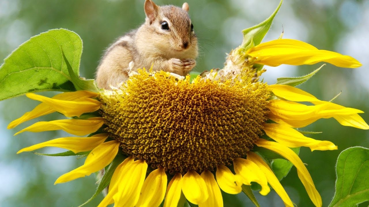 Amazing Health Benefits of Sunflower Seeds | Health And Nutrition