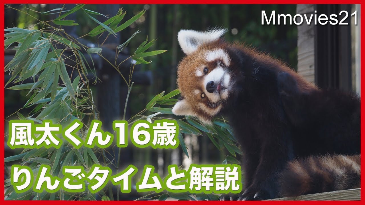 レッサーパンダの風太くん　りんごタイムと解説 Red Panda