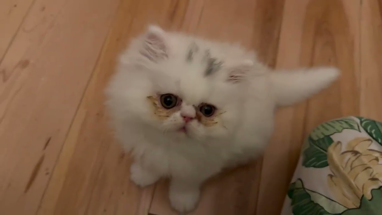 Kitten plays tough with his mom!