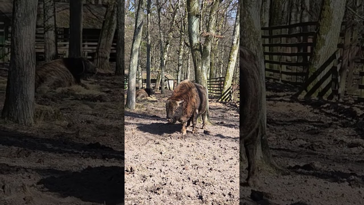 Białowieża, Rezerwat Pokazowy Żubrów