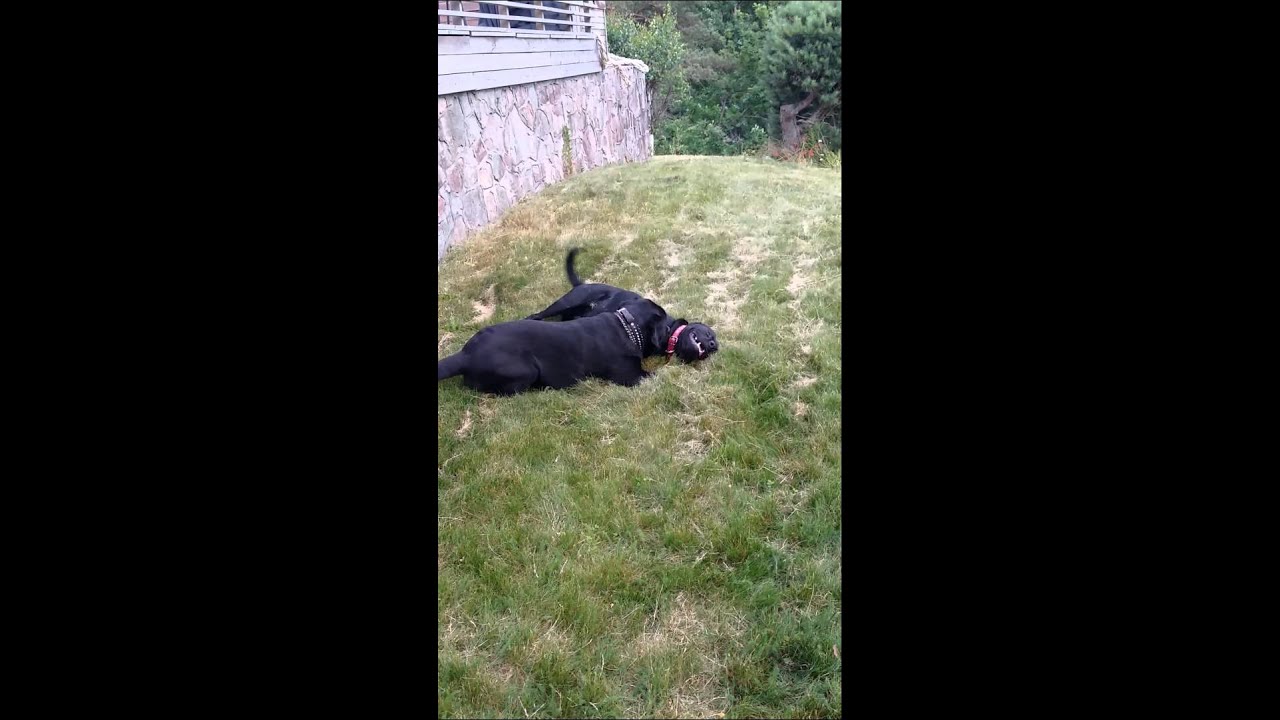 Labs play fighting