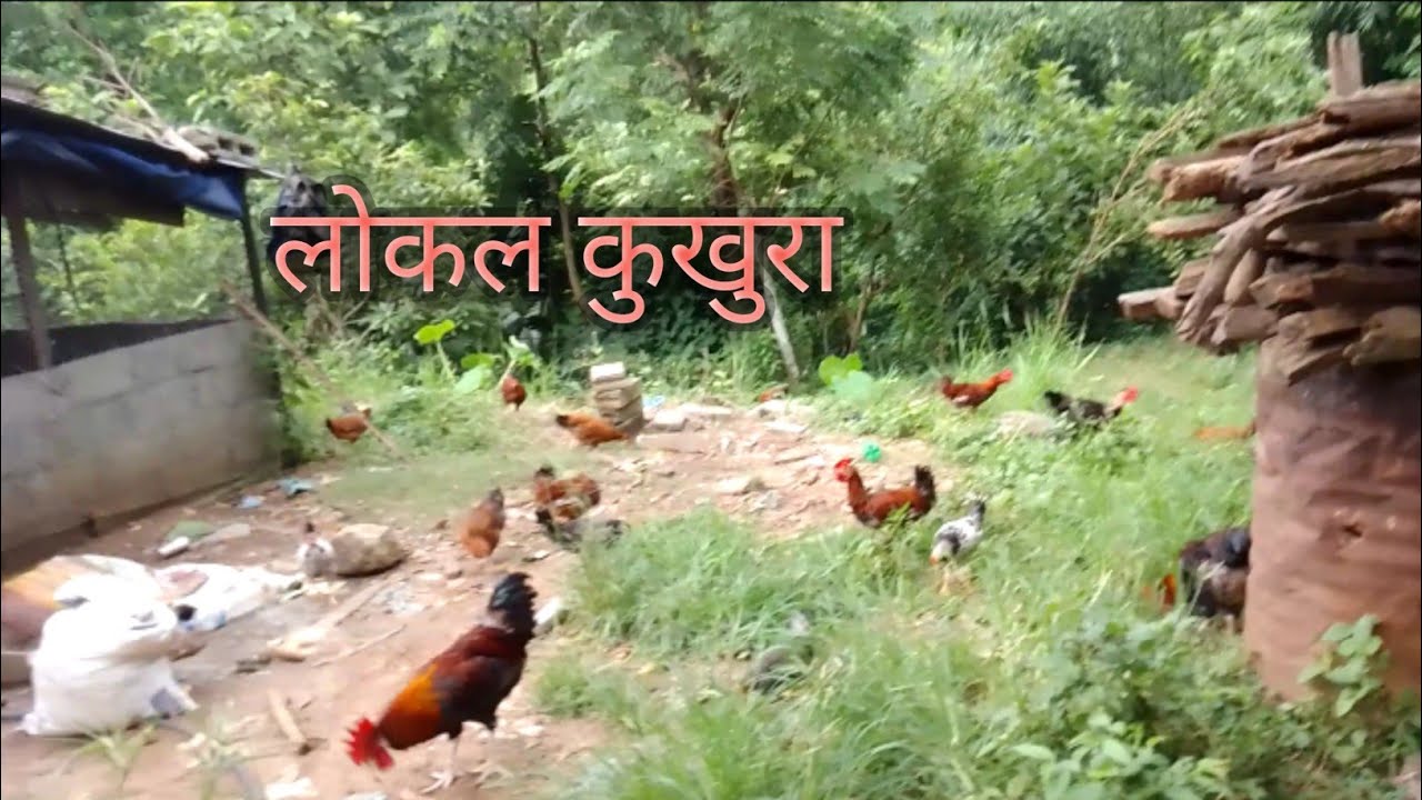 बारिमा कुखुरा चराउदै#thapafamily