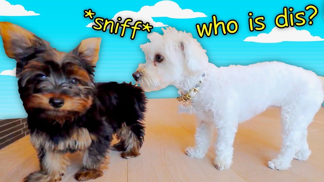 MILLI MEETS A PUPPY!!