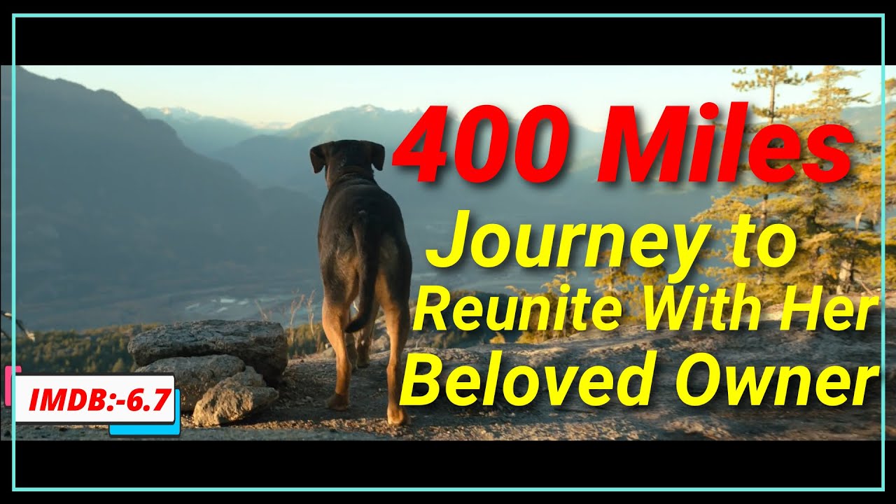 A Dog Epic 400 Miles journey shows a Love with her owner | Movie Explained | 😥🐶