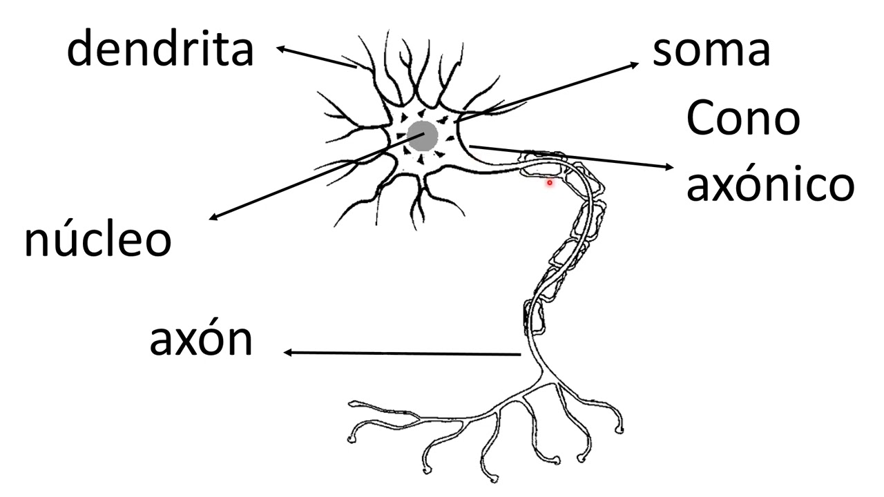 Citología de la Neurona-Prof. Dr. Héctor Konopka