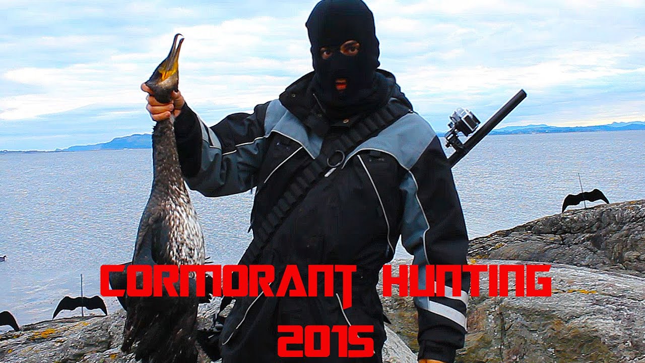 Skarvejakt 2015 Sjøfugljakt - Cormorant Hunting 2015 Waterfowl Hunting
