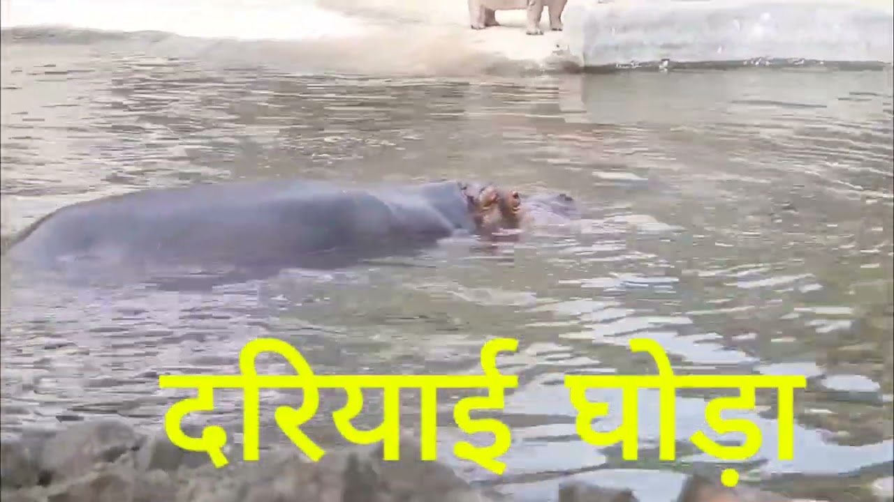 National Zoological Park l Delhi Zoo Complete Tour | Animals, Entry Fee & Timing