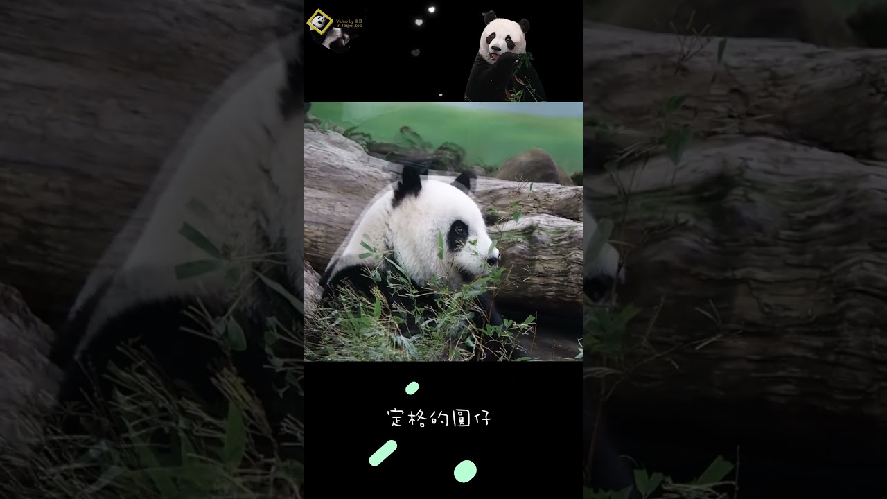 圓仔趴冰床+定格 #panda #圓仔 #yuanzai