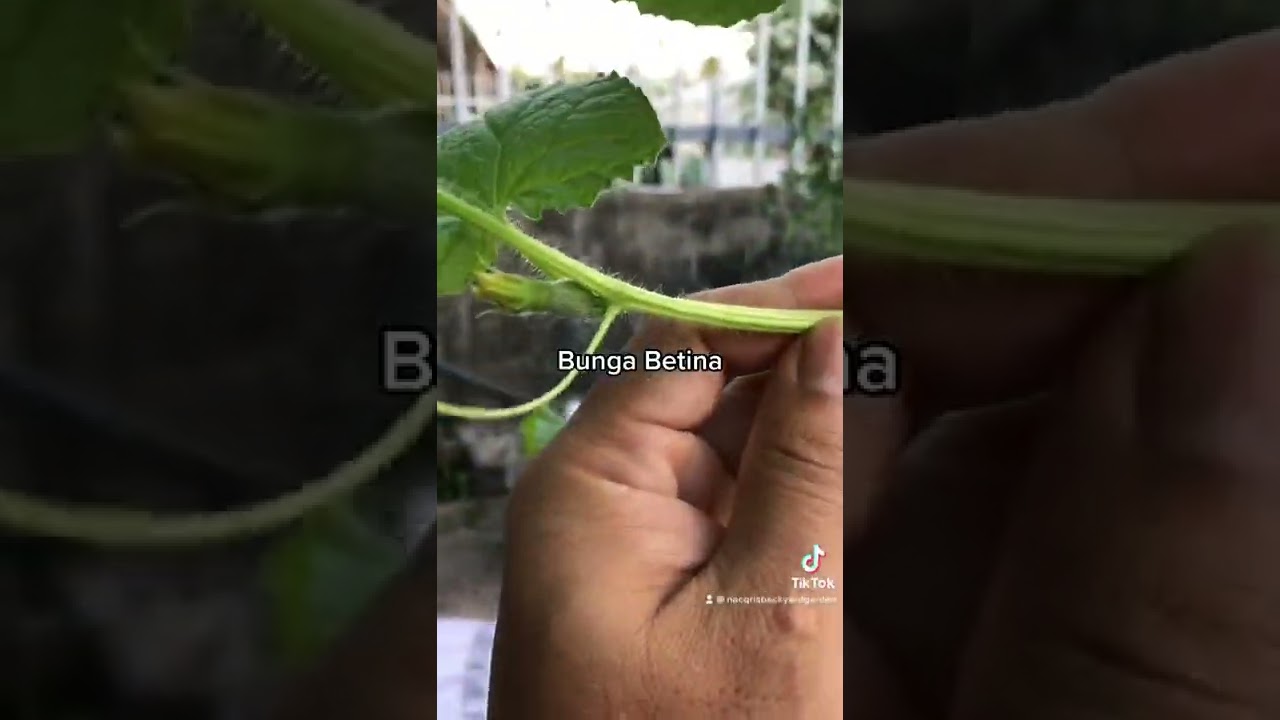 Cara Pendebungaan Pokok Rock Melon (Sakata Glamour) & Kenali Bunga Jantan Bunga Betina