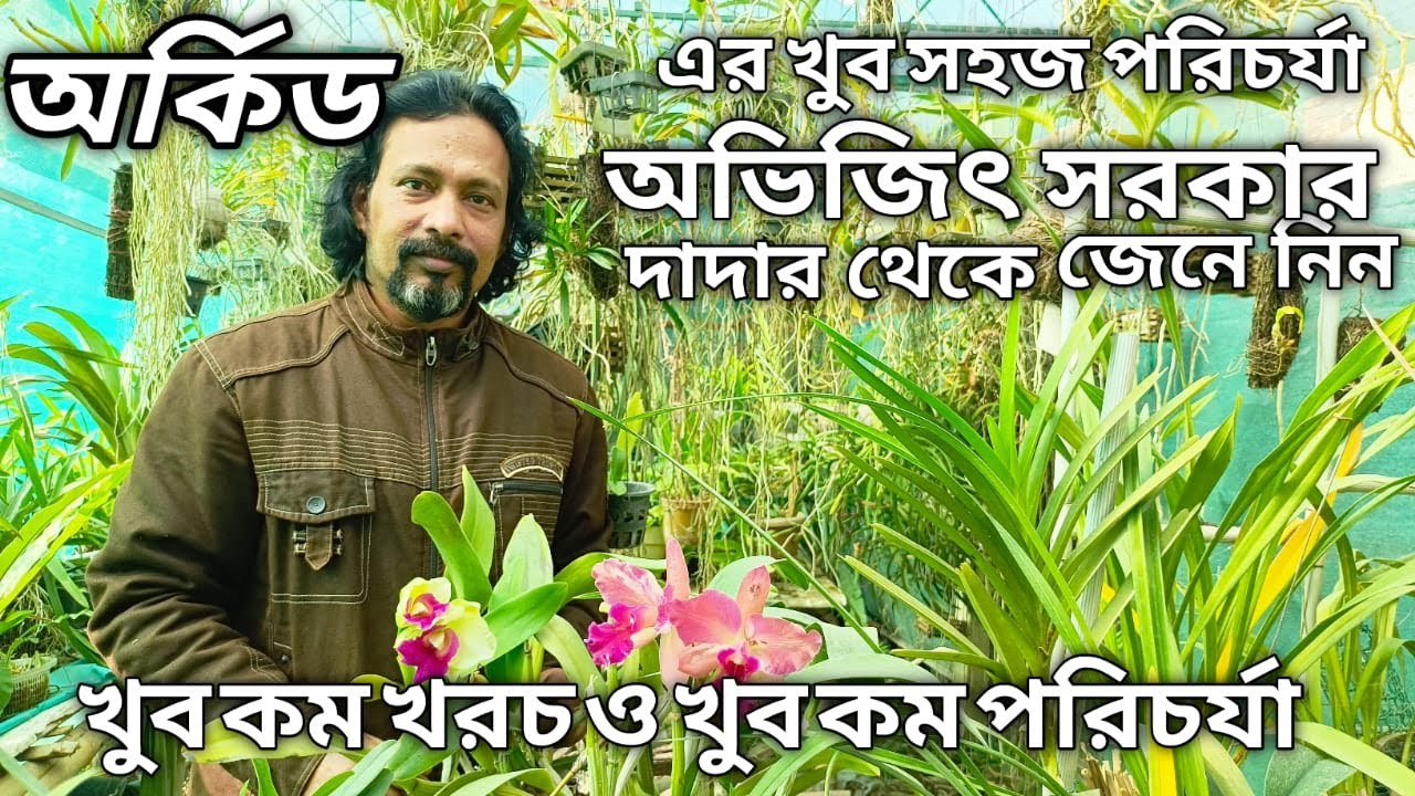 ফুল ফোঁটার আগে অর্কিড গাছের বিশেষ পরিচর্যা ও নতুন যারা অর্কিড করবেন তার বিশেষ পরামর্শ #orchids