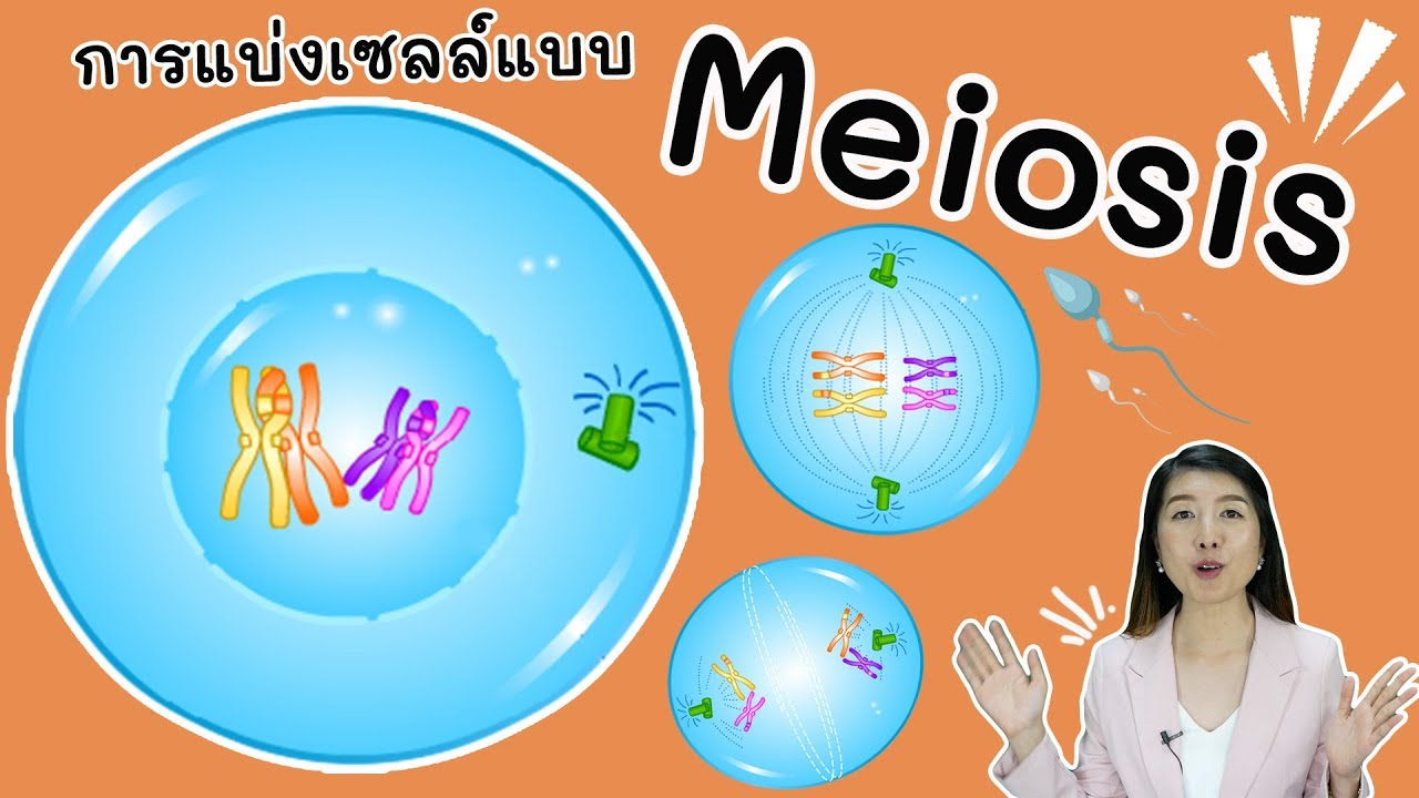 การแบ่งเซลล์แบบ ไมโอซิส meiosis