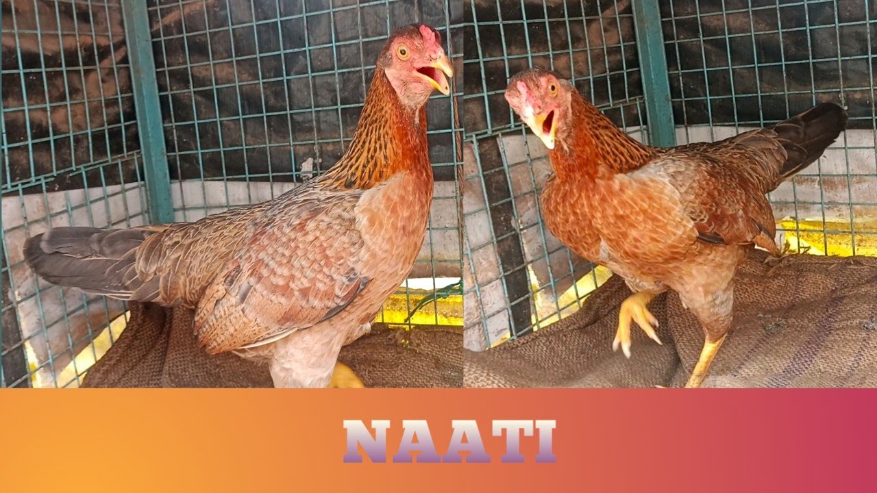 NAATI hen ready to lay eggg