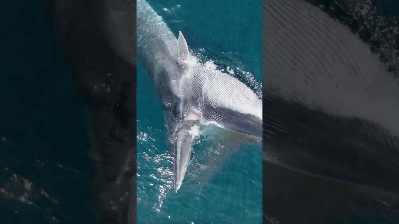 big fish how open mouth we