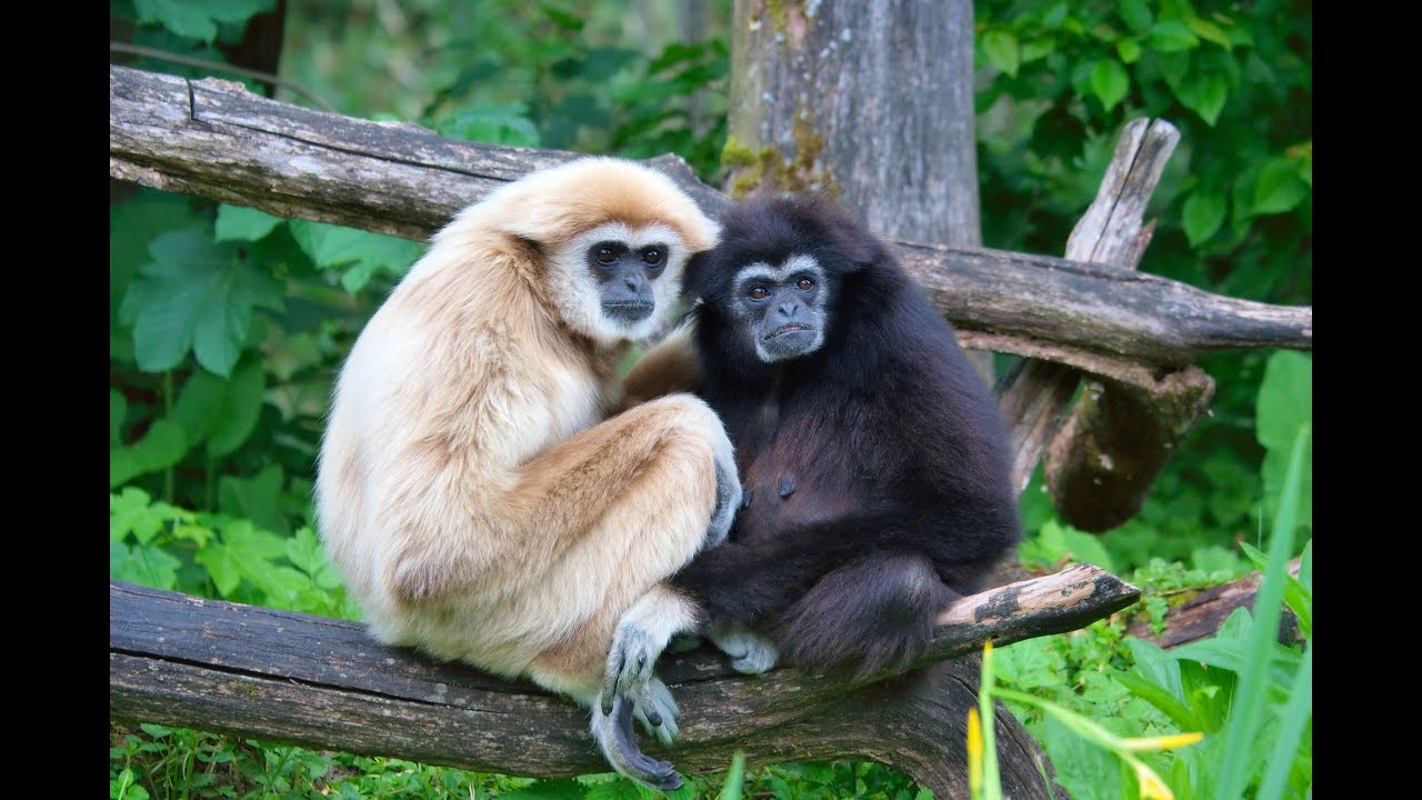 Hoolock Gibbon Call