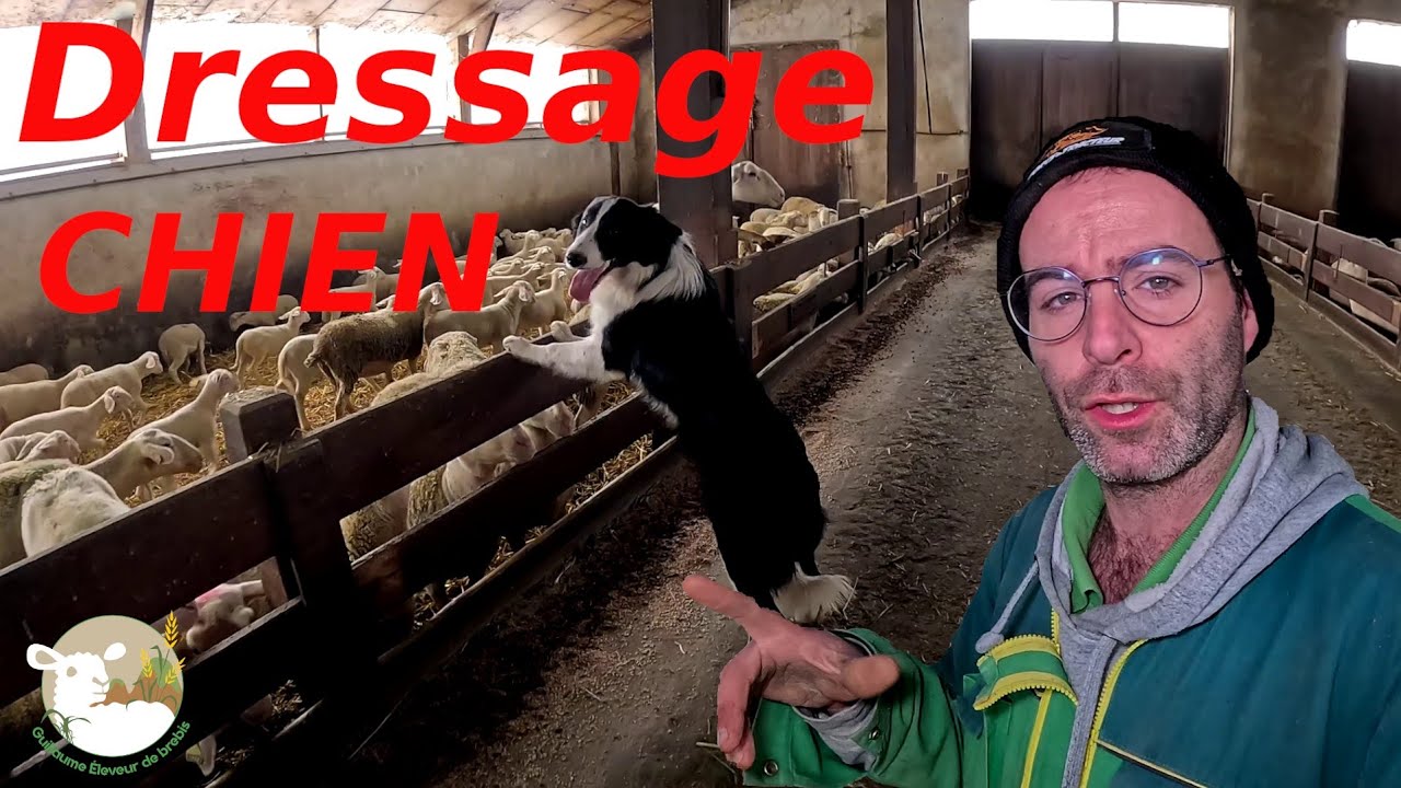 Comment j'eduque mon chien, border collie. N°251