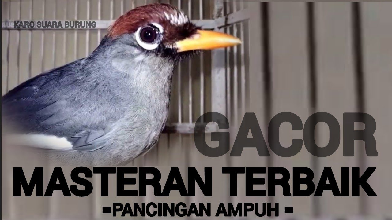 Poksay Mandarin Paling Cerewet, pancingan Poksay Mandarin Gacor Dor,Kicau Burung Merdu