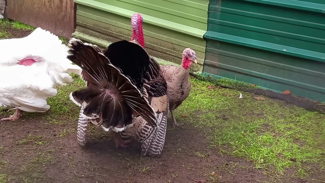 dindon 🦃 narragansett accouplement début janvier 🥰🥰🥰@Frédéric_passioné-dindon