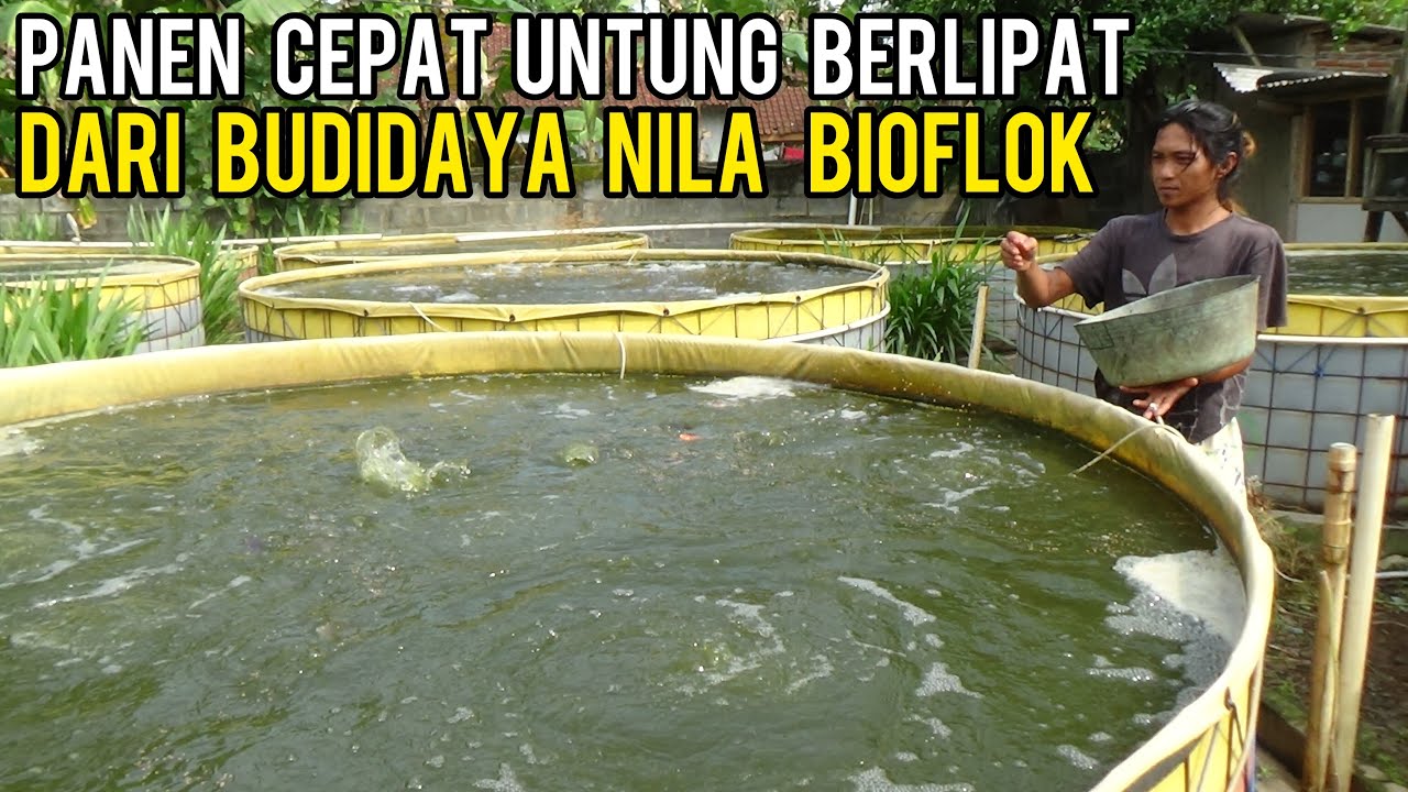 SUKSES BUDIDAYA IKAN NILA BIOFLOK  DENGAN  APLIKASI BIOFLOK SUSULAN, CEPAT PANEN UNTUNG BERLIPAT