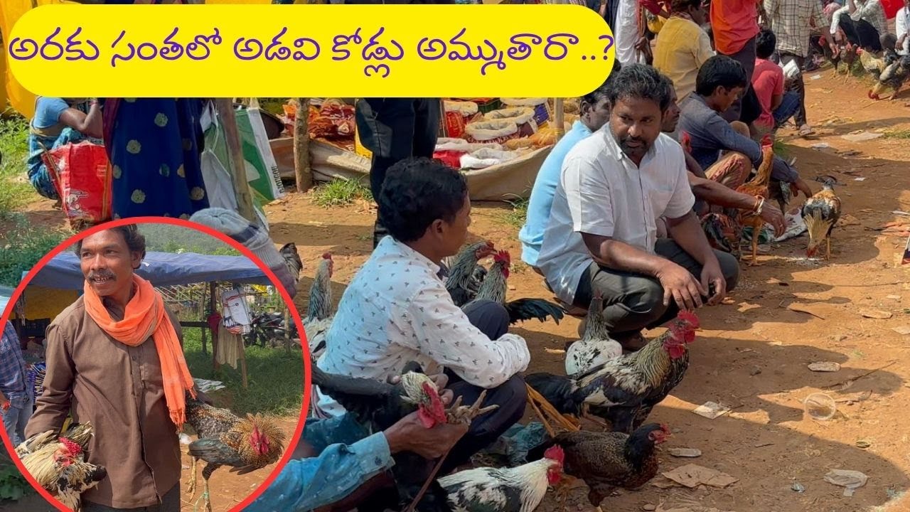 అరకు సంతలో అడవి కోడ్లు అమ్ముతారా..?