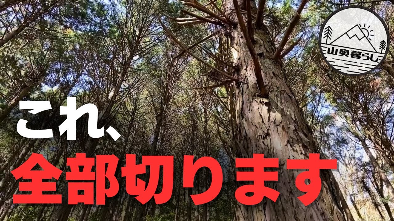山の木、全部切ります！ビフォーアフターで見る劇的変化！