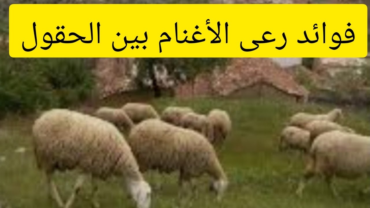 رعي الأغنام (السرحه) وفوائده  الماديه والصحية Benefits of grazing sheep #فرج_فارم